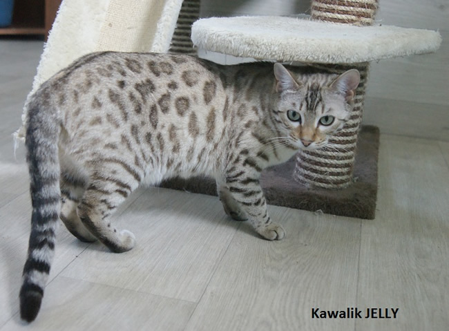 bengal snow mink spotted